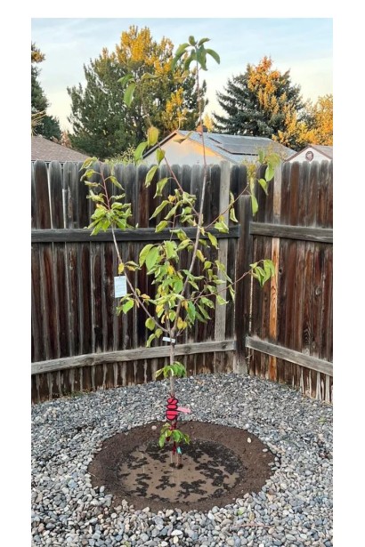 Вишня Блек Стар - саджанці голий корінь